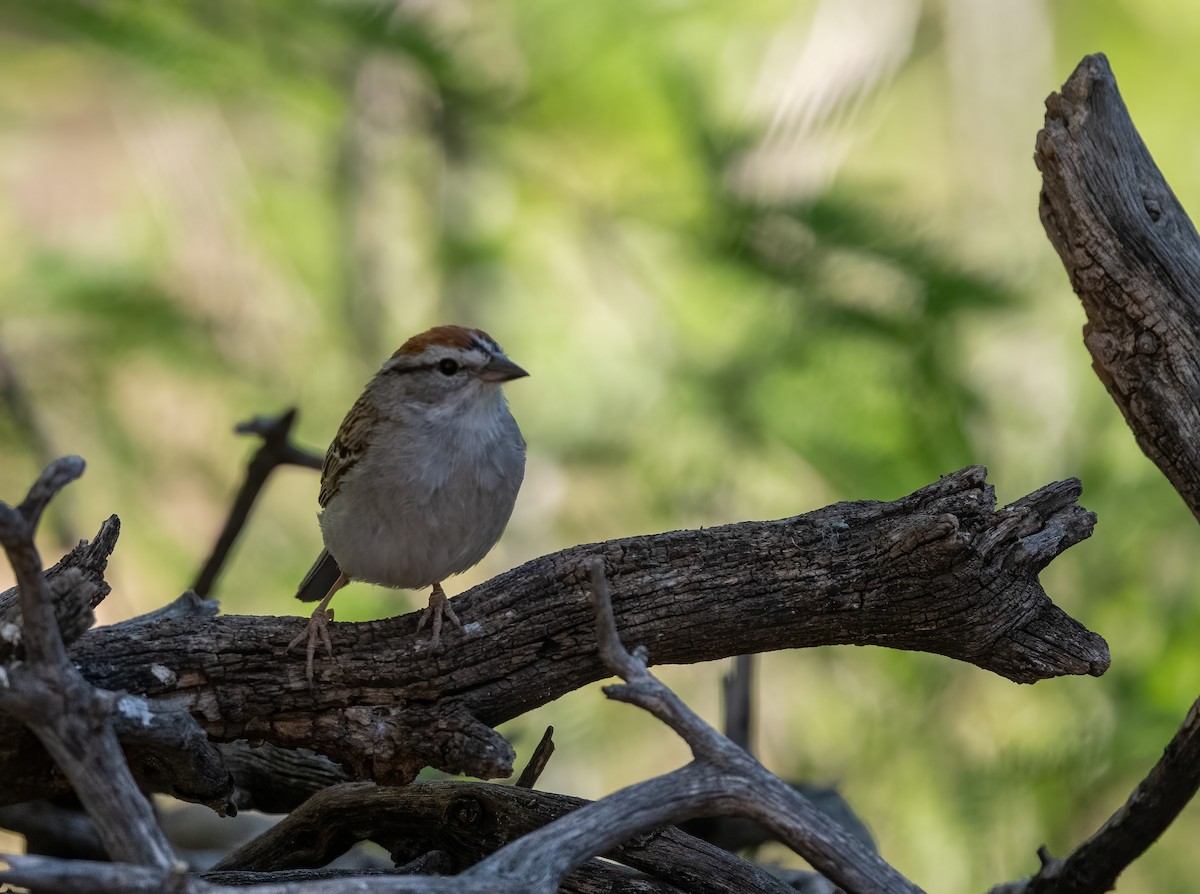 Chipping Sparrow - ML619773572