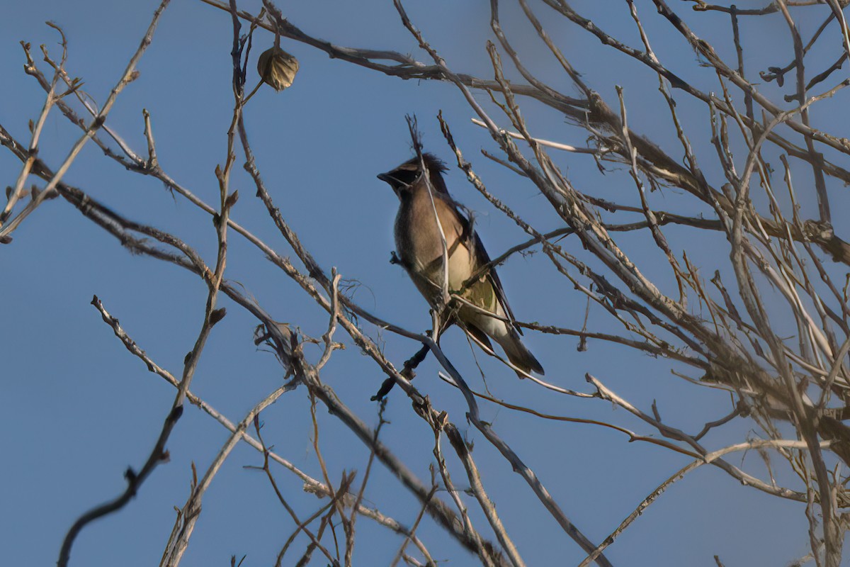 Cedar Waxwing - ML619773629