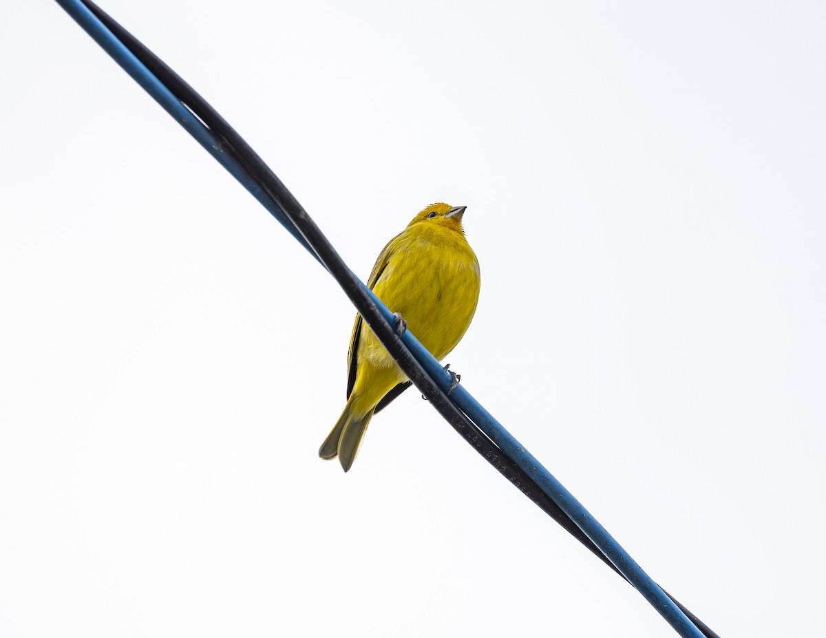 Saffron Finch - ML619773642