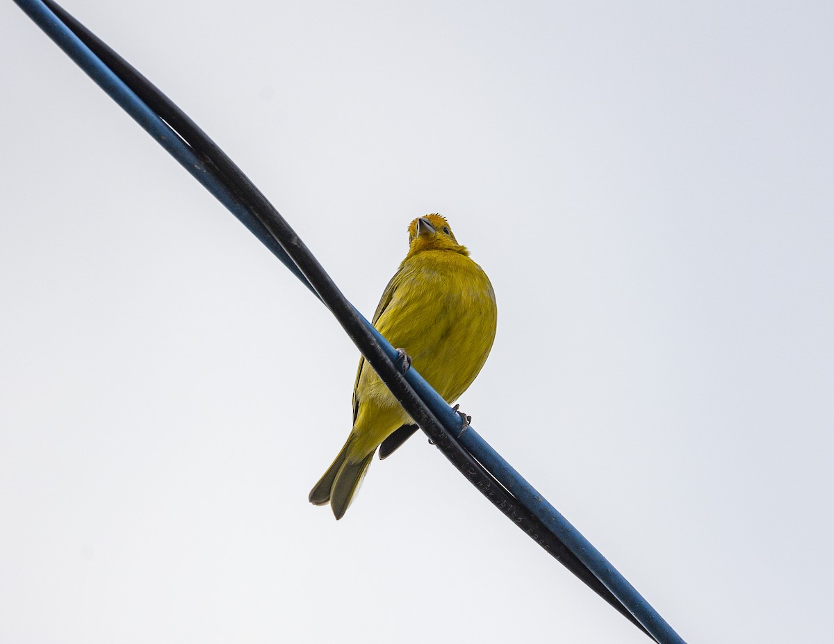 Saffron Finch - ML619773643