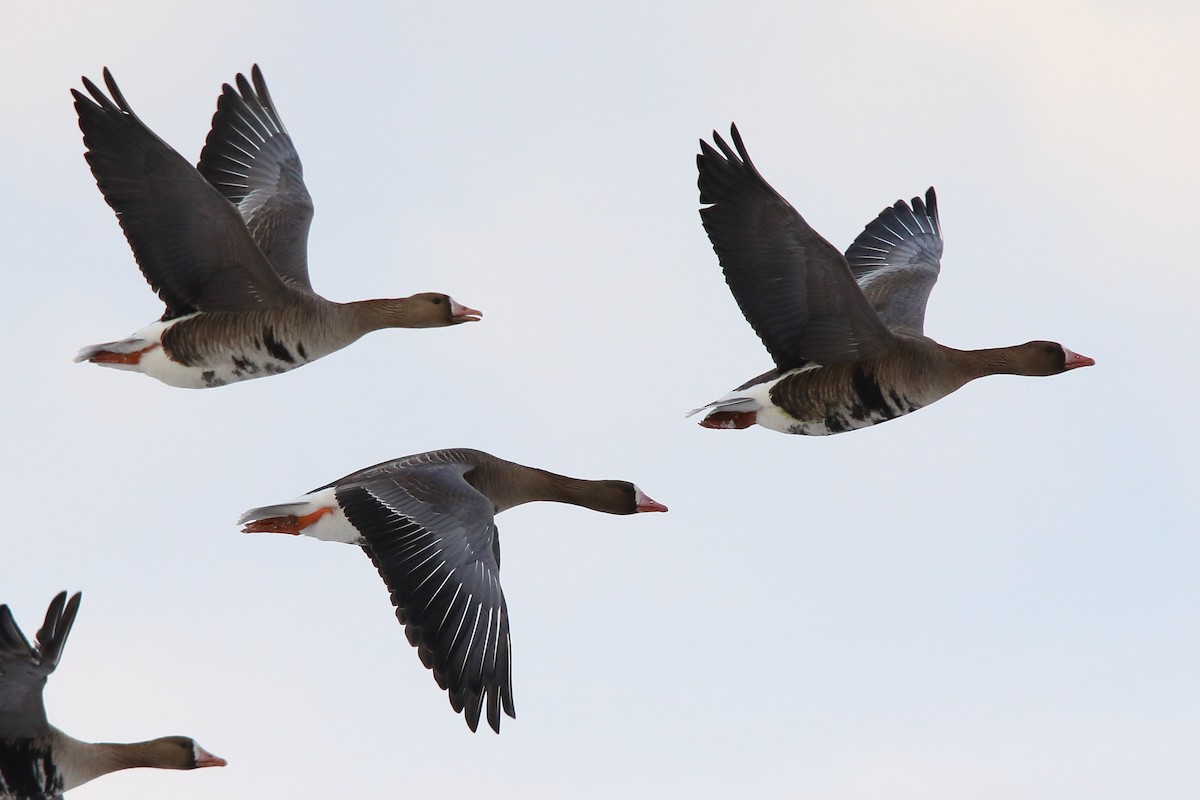 Greater White-fronted Goose - ML619773659