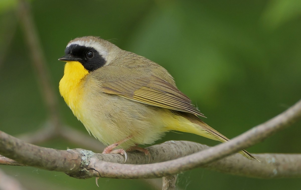 Common Yellowthroat - ML619773672