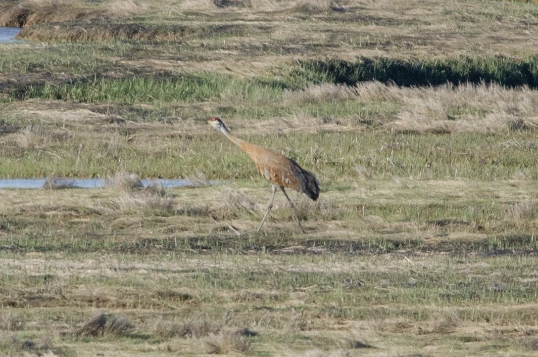 Sandhill Crane - ML619773684