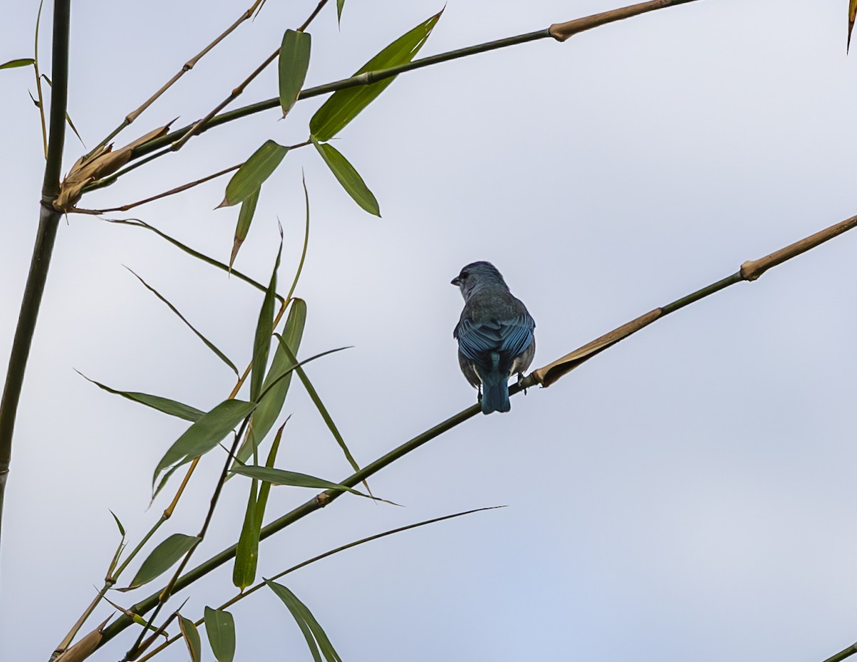 Azure-shouldered Tanager - ML619773689