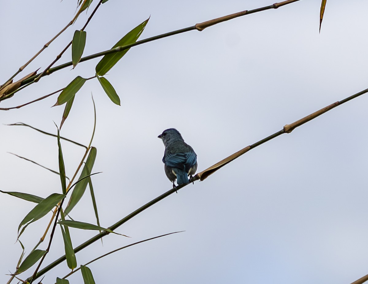 Azure-shouldered Tanager - ML619773691