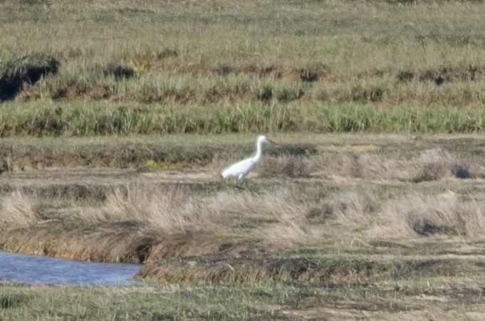 Snowy Egret - ML619773692