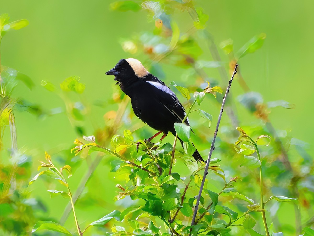 Bobolink - ML619773697