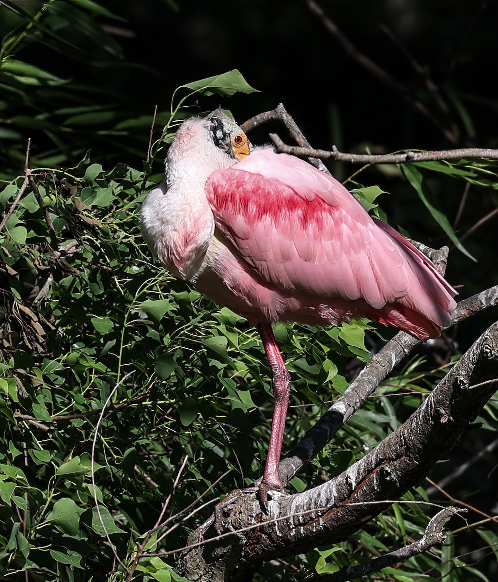 Roseate Spoonbill - ML619773702