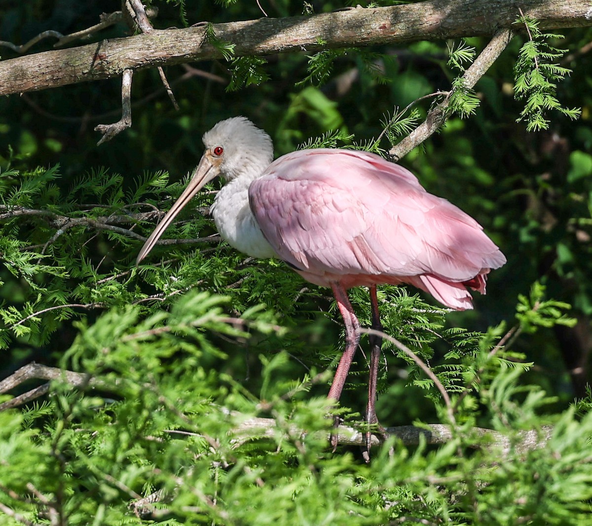 Roseate Spoonbill - ML619773703