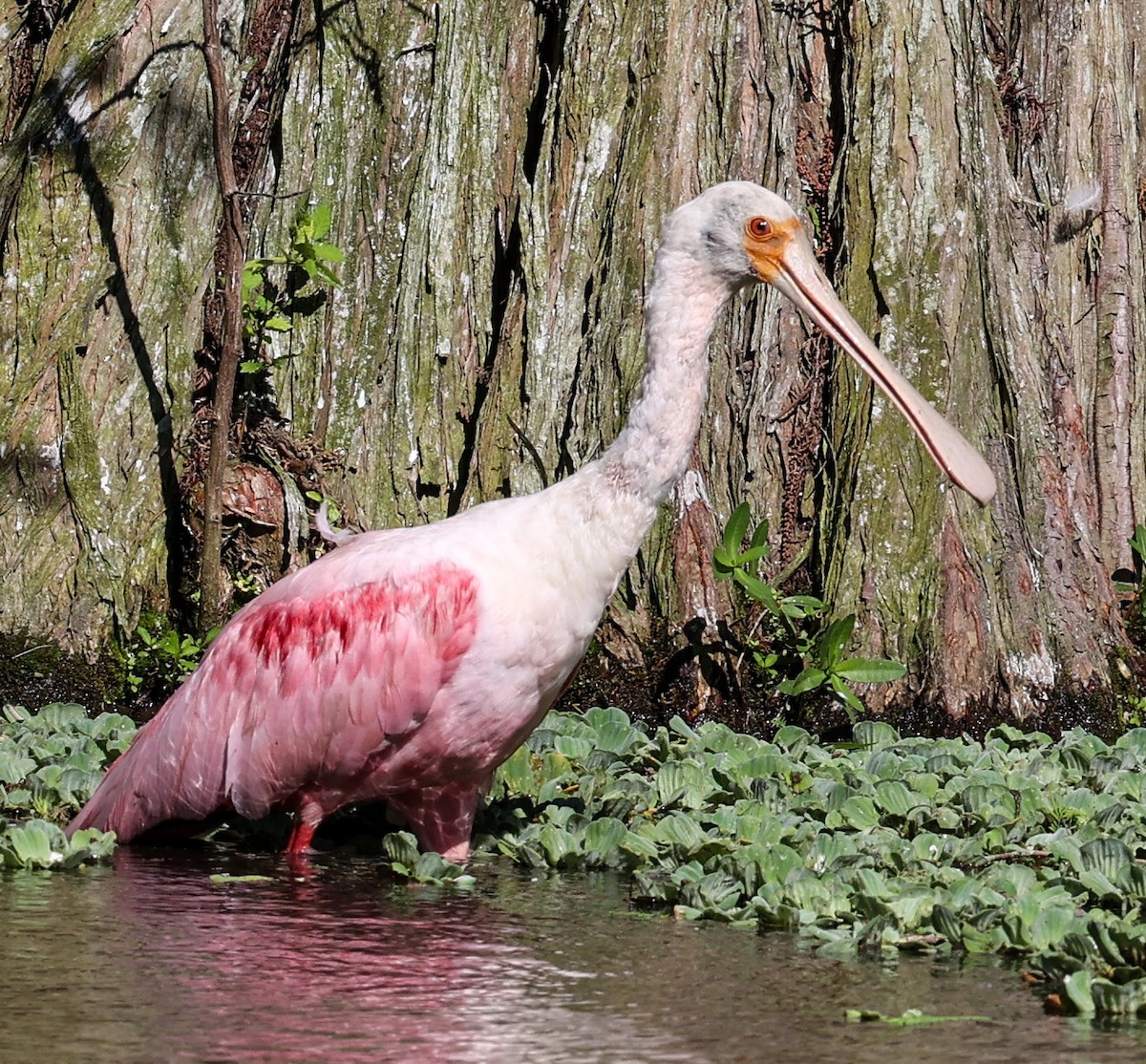 Roseate Spoonbill - ML619773705