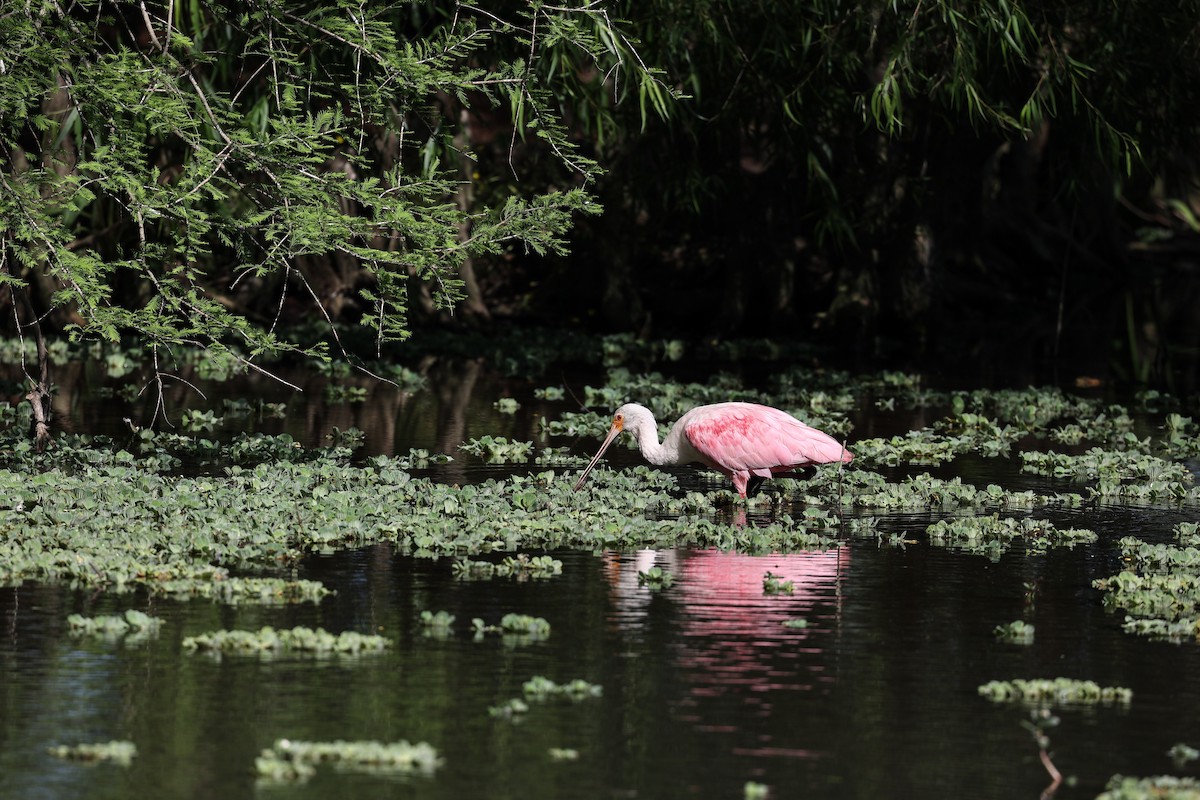 Roseate Spoonbill - ML619773706