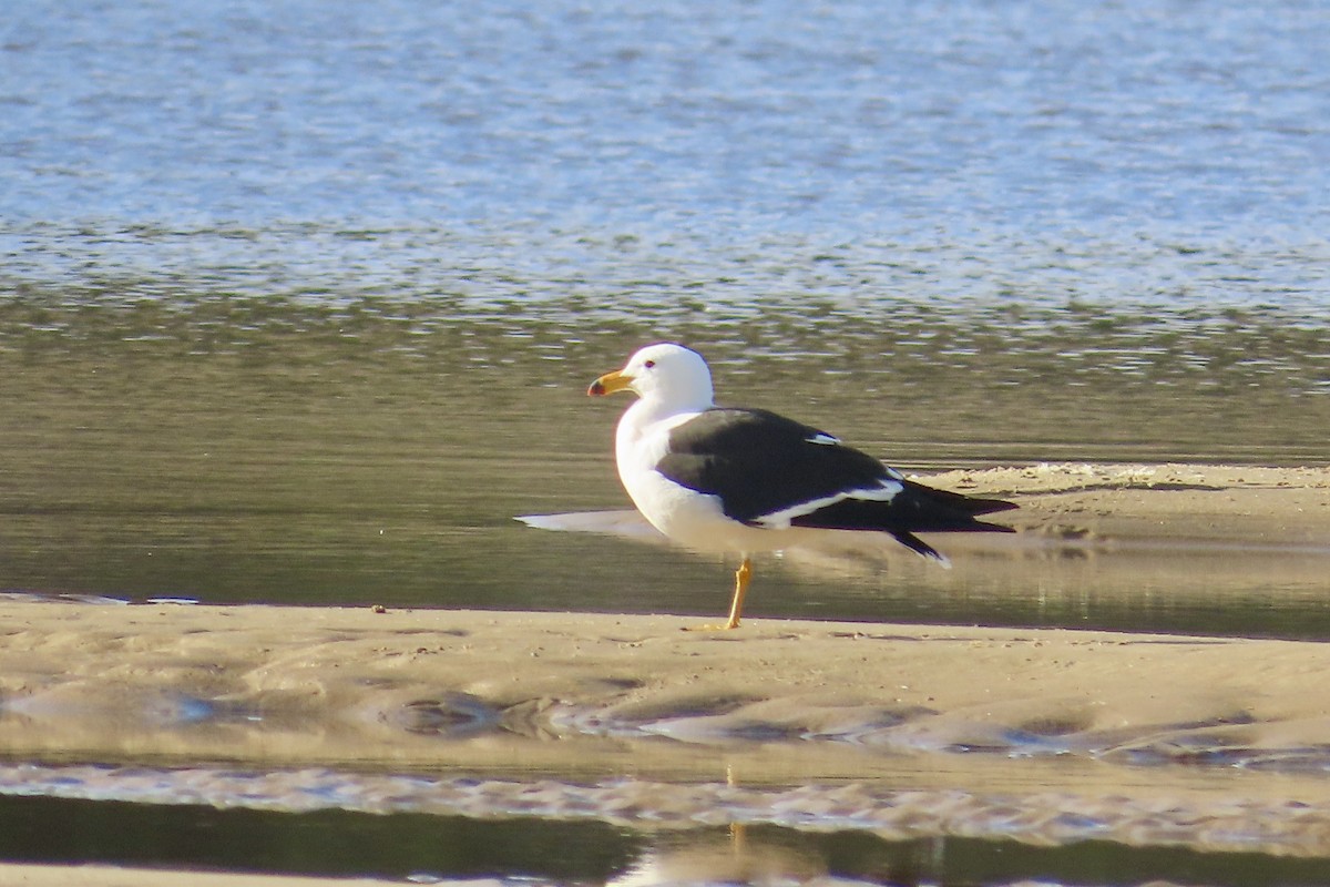 Gaviota Cangrejera - ML619773707