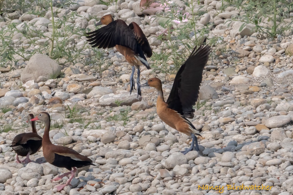 Fulvous Whistling-Duck - ML619773710