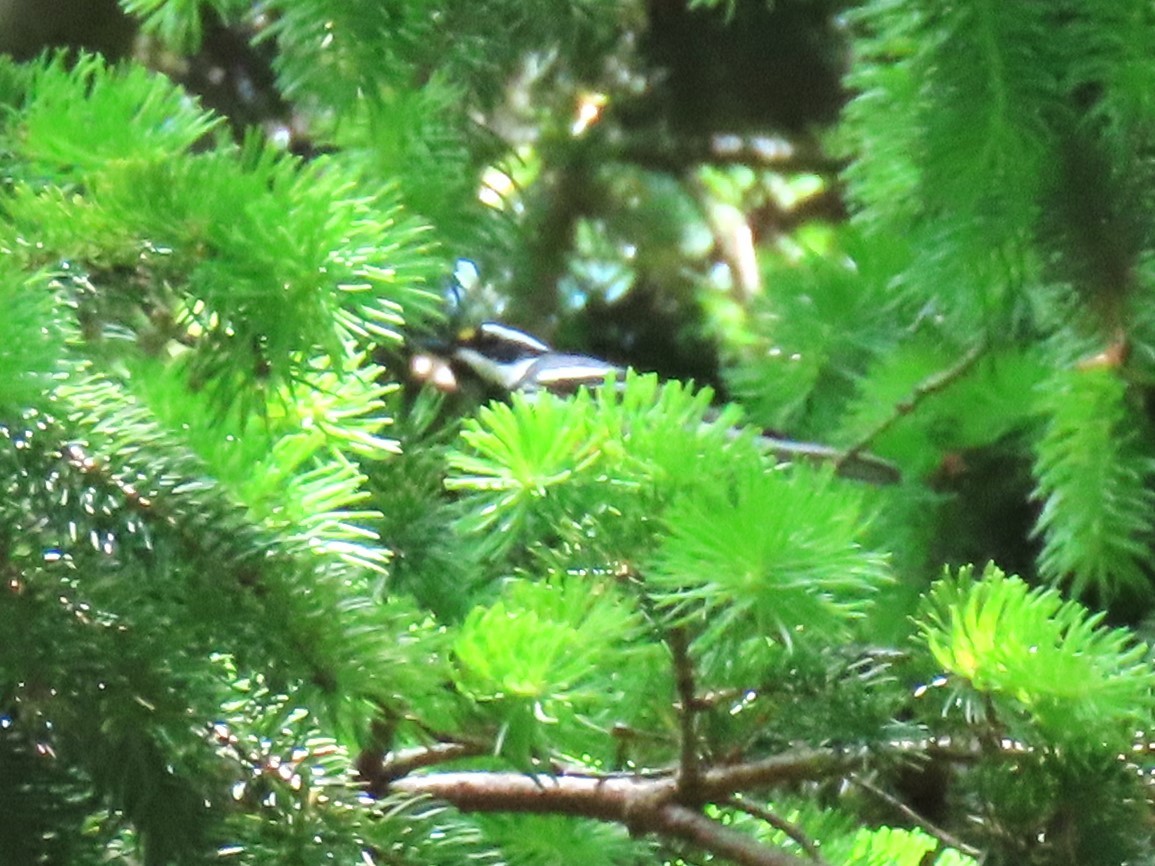 Black-throated Gray Warbler - ML619773728