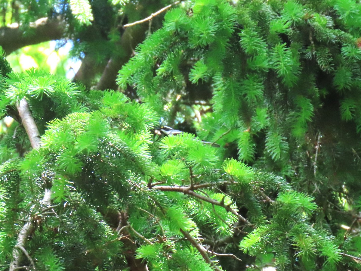 Black-throated Gray Warbler - ML619773736