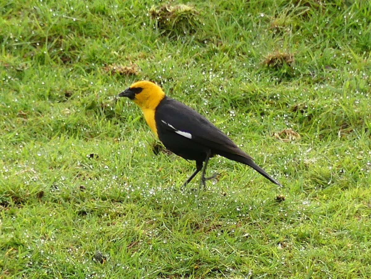 Yellow-headed Blackbird - ML619773753