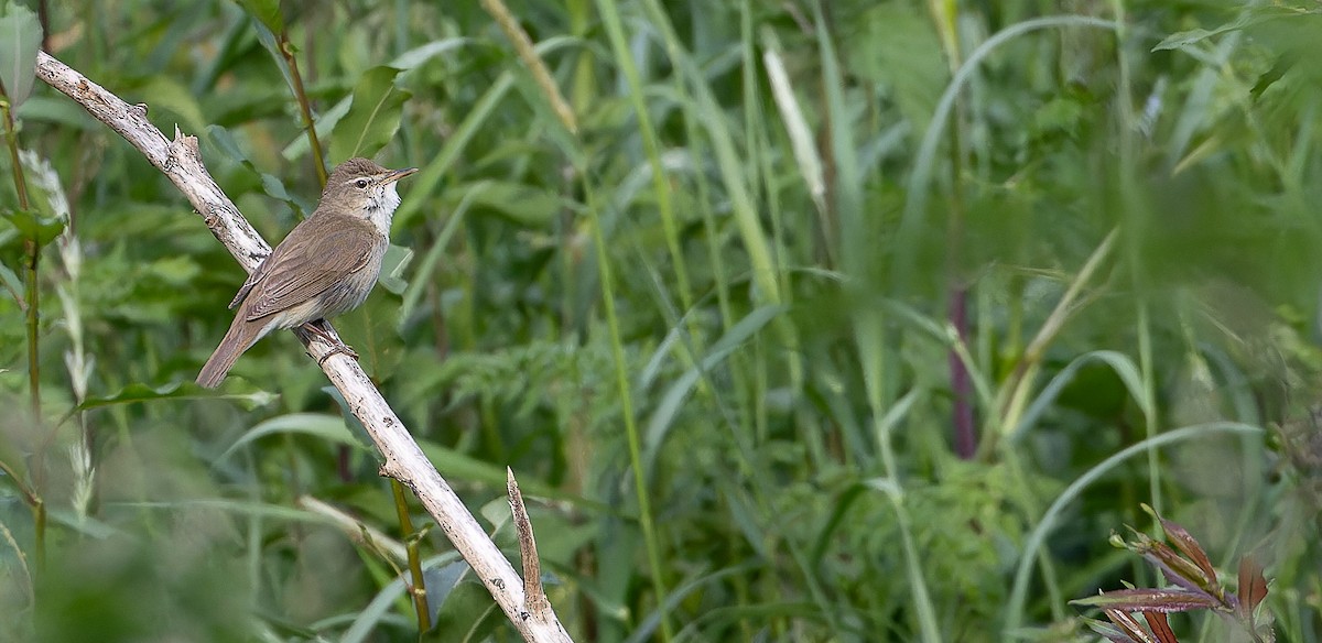 Blyth's Reed Warbler - ML619773778