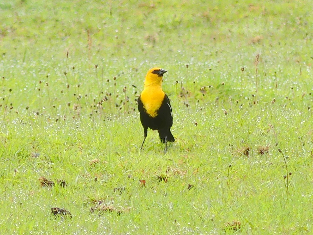 Yellow-headed Blackbird - ML619773779