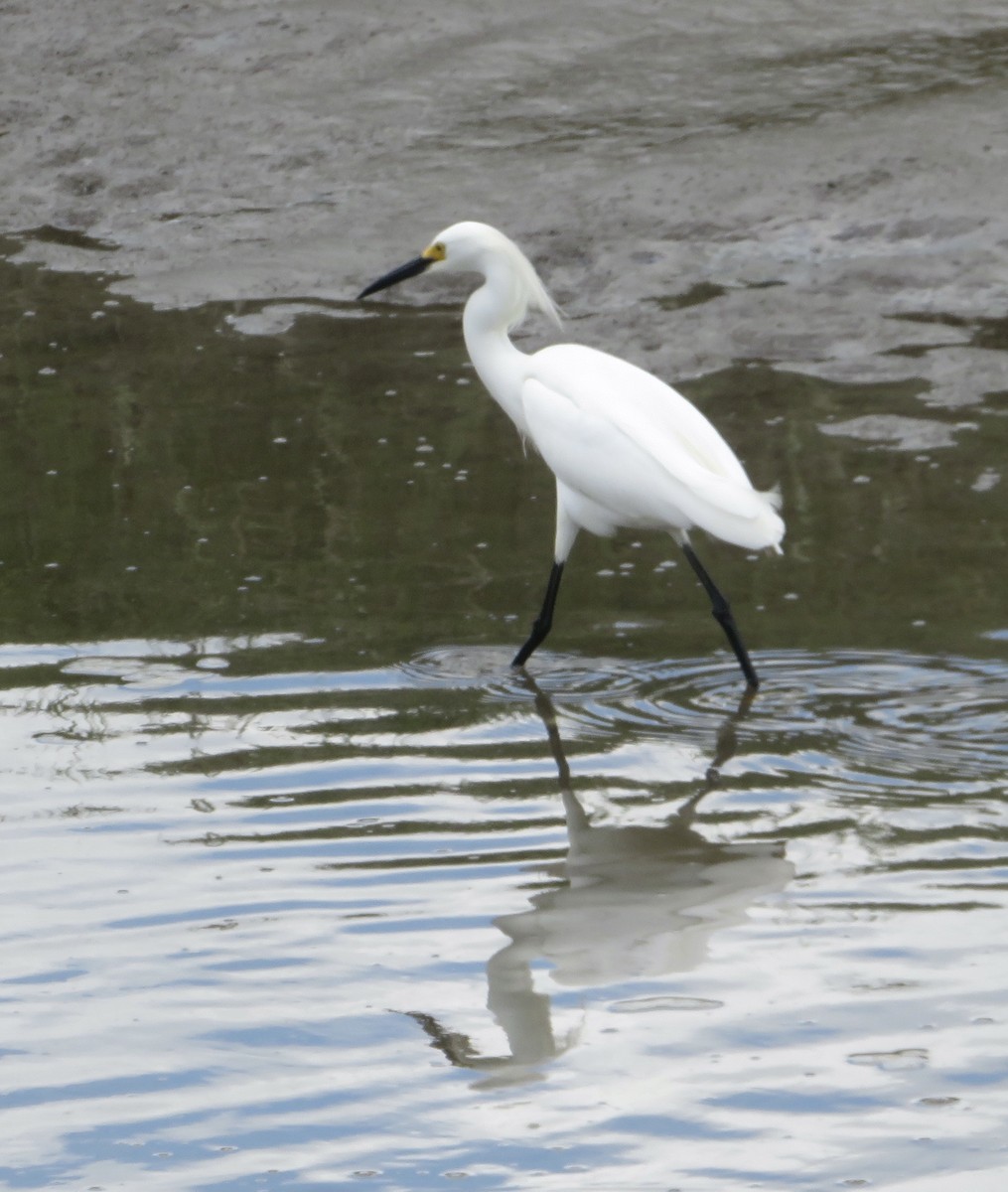 Snowy Egret - ML619773786