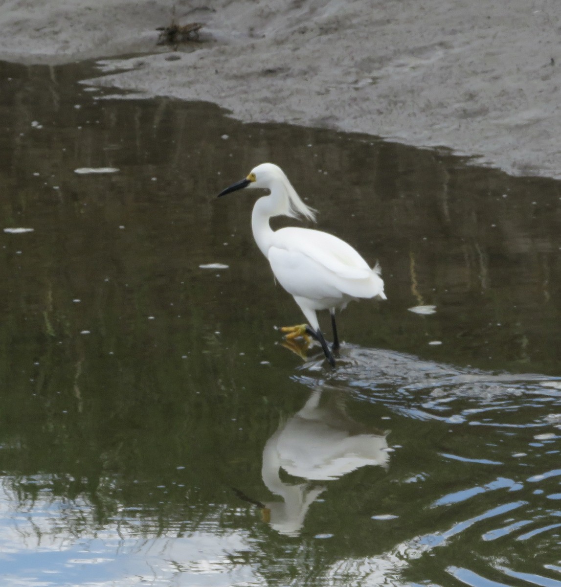 Snowy Egret - ML619773787