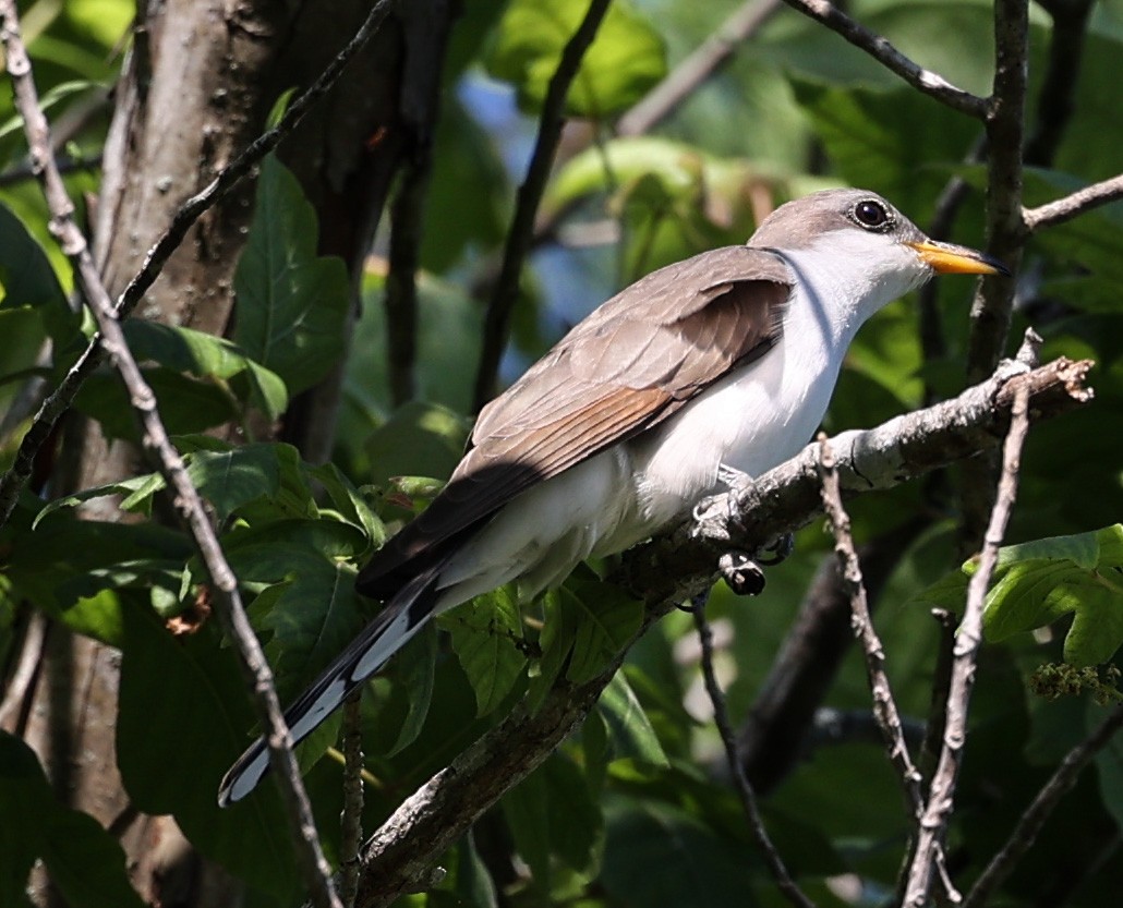 Yellow-billed Cuckoo - ML619773798