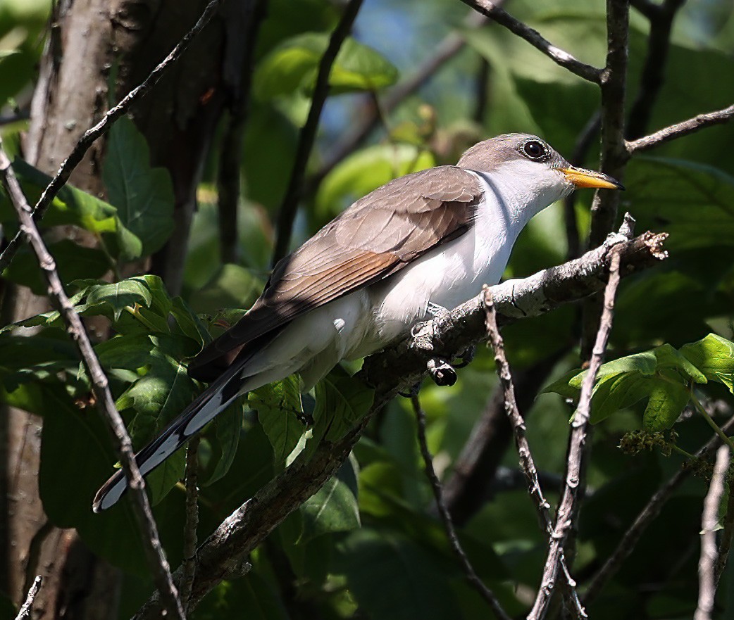 Yellow-billed Cuckoo - Tom Driscoll