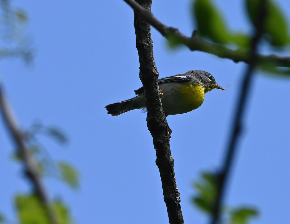 Пісняр північний - ML619773804