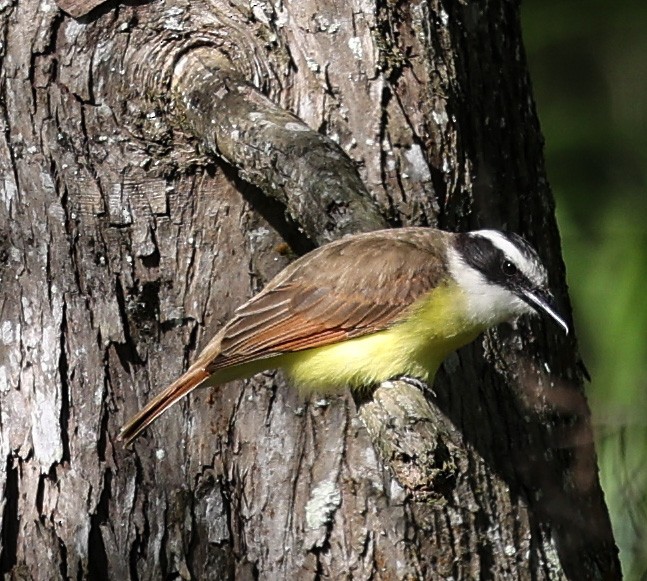 Great Kiskadee - ML619773820