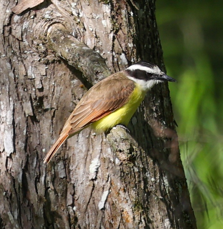 Great Kiskadee - ML619773821