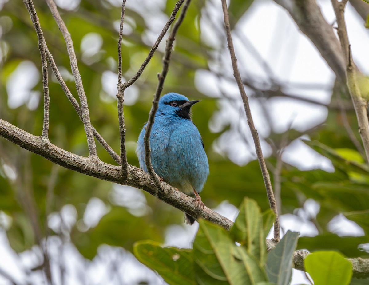 Blue Dacnis - ML619773830