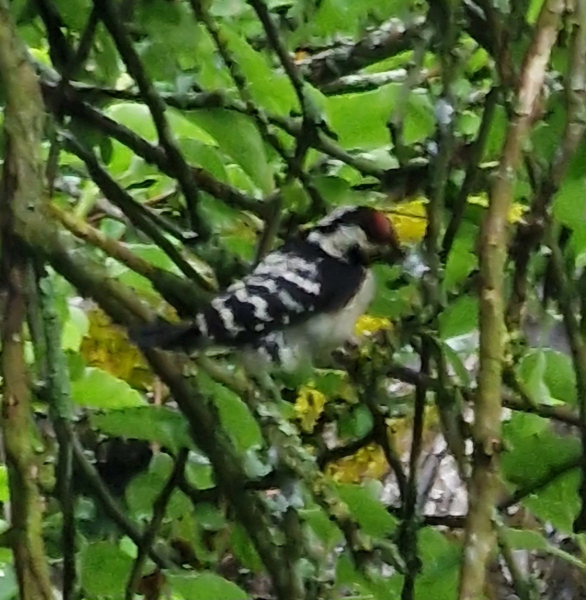 Lesser Spotted Woodpecker - ML619773886