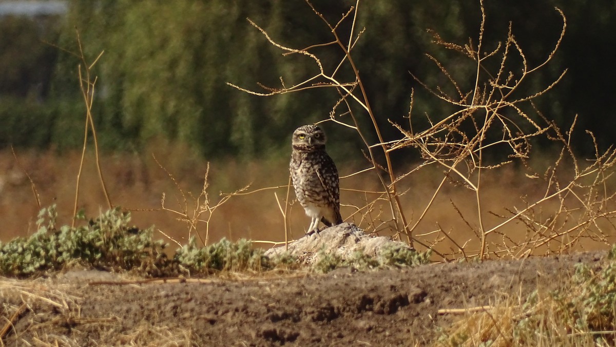 Burrowing Owl - ML619773892
