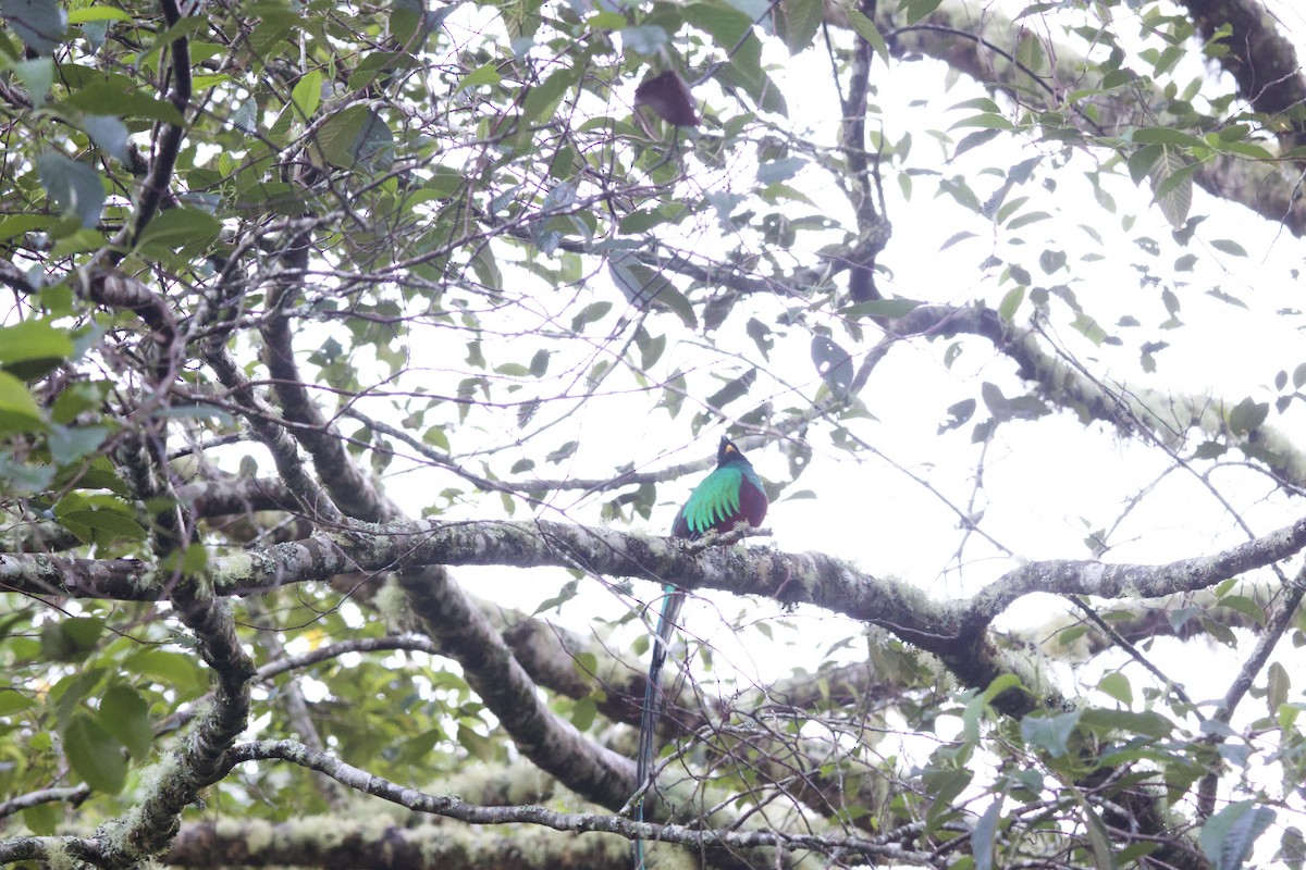 Resplendent Quetzal - ML619773898