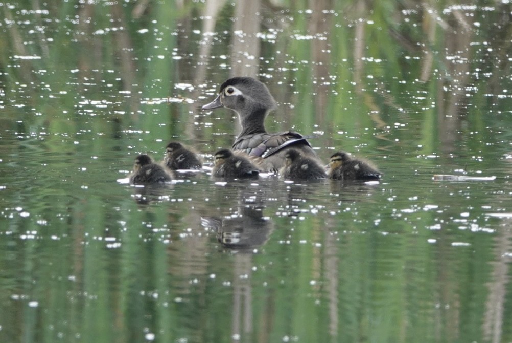 Wood Duck - ML619773914