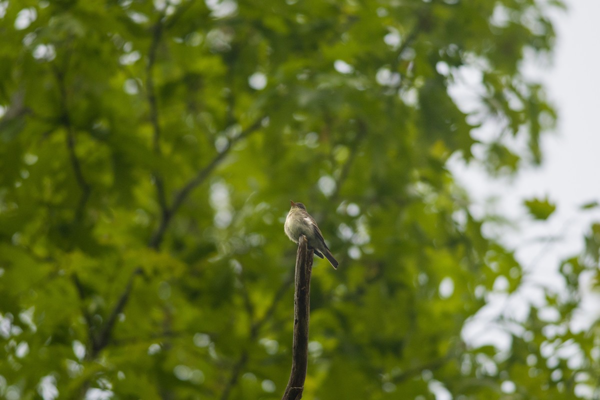 Eastern Wood-Pewee - ML619773924