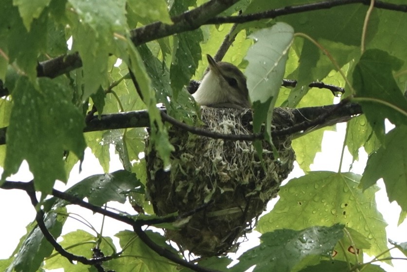 Warbling Vireo - ML619773926