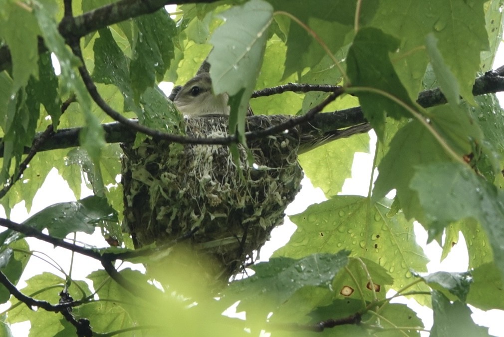 Warbling Vireo - ML619773929