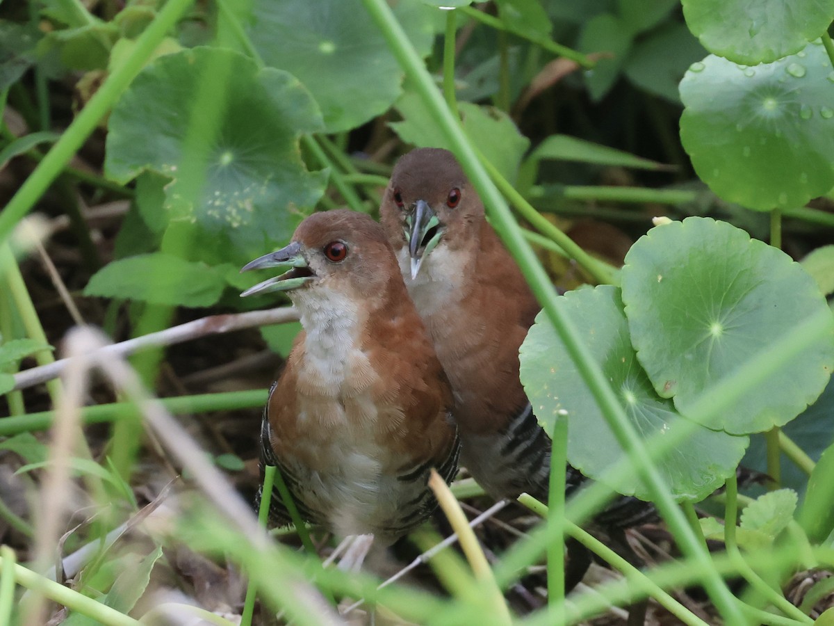 White-throated Crake - ML619773934