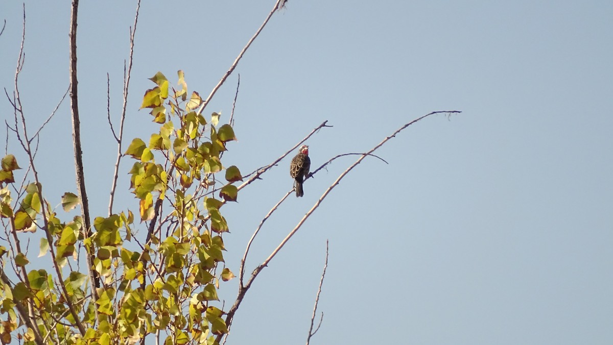 Long-tailed Meadowlark - ML619773945