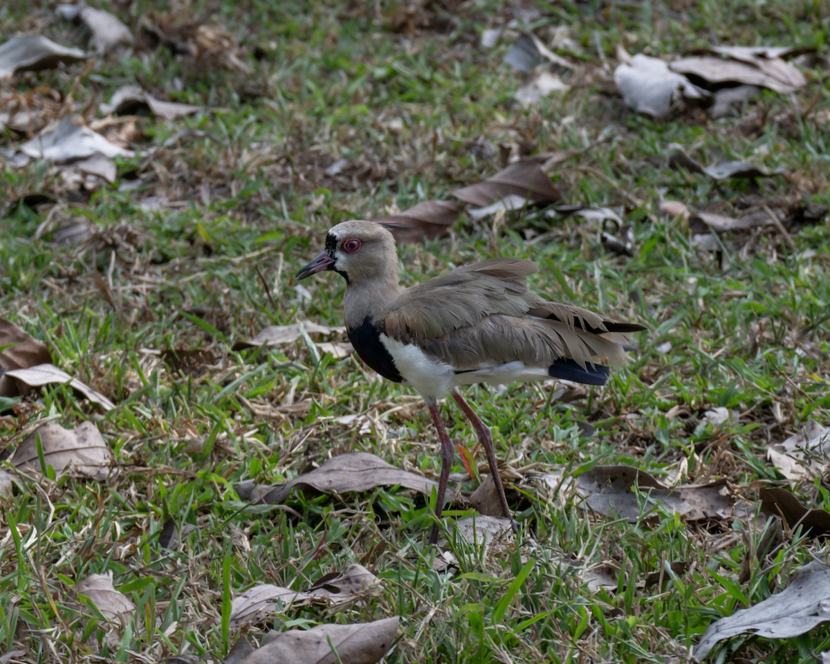 Southern Lapwing - ML619773946