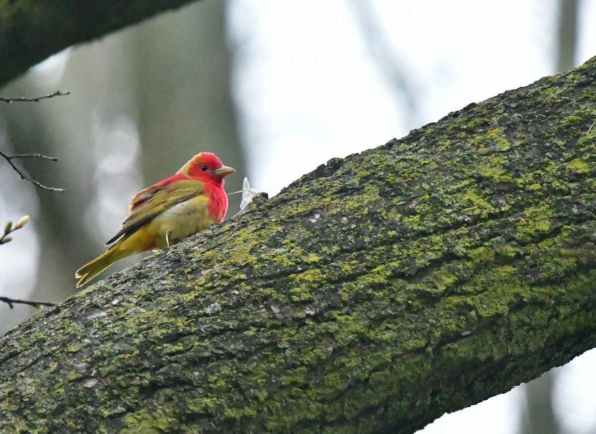 Summer Tanager - ML619773971