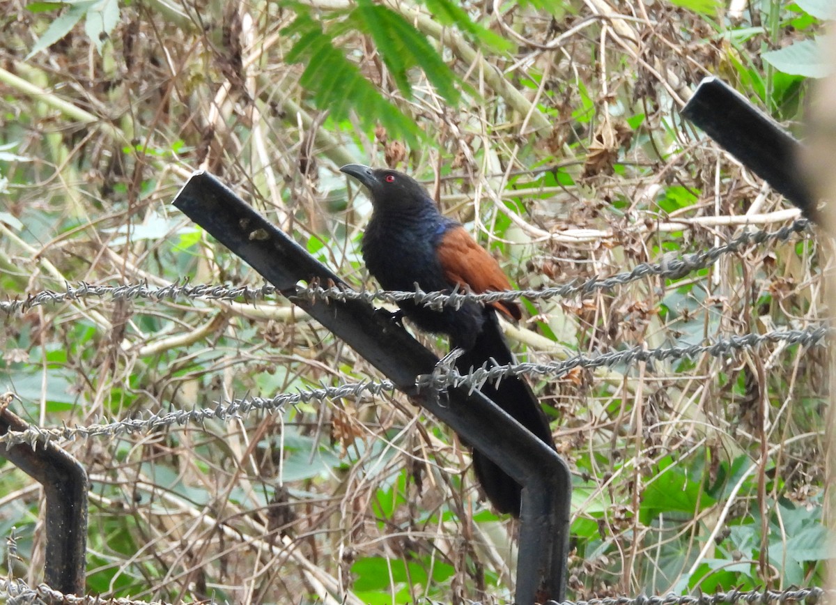 Grand Coucal - ML619773982