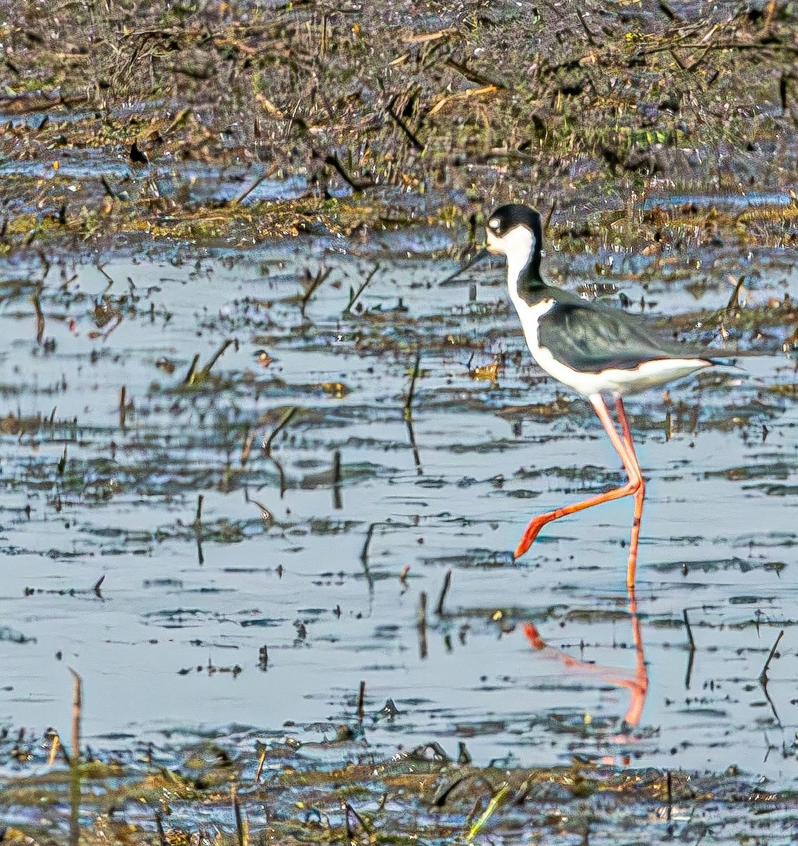 Black-necked Stilt - ML619773993