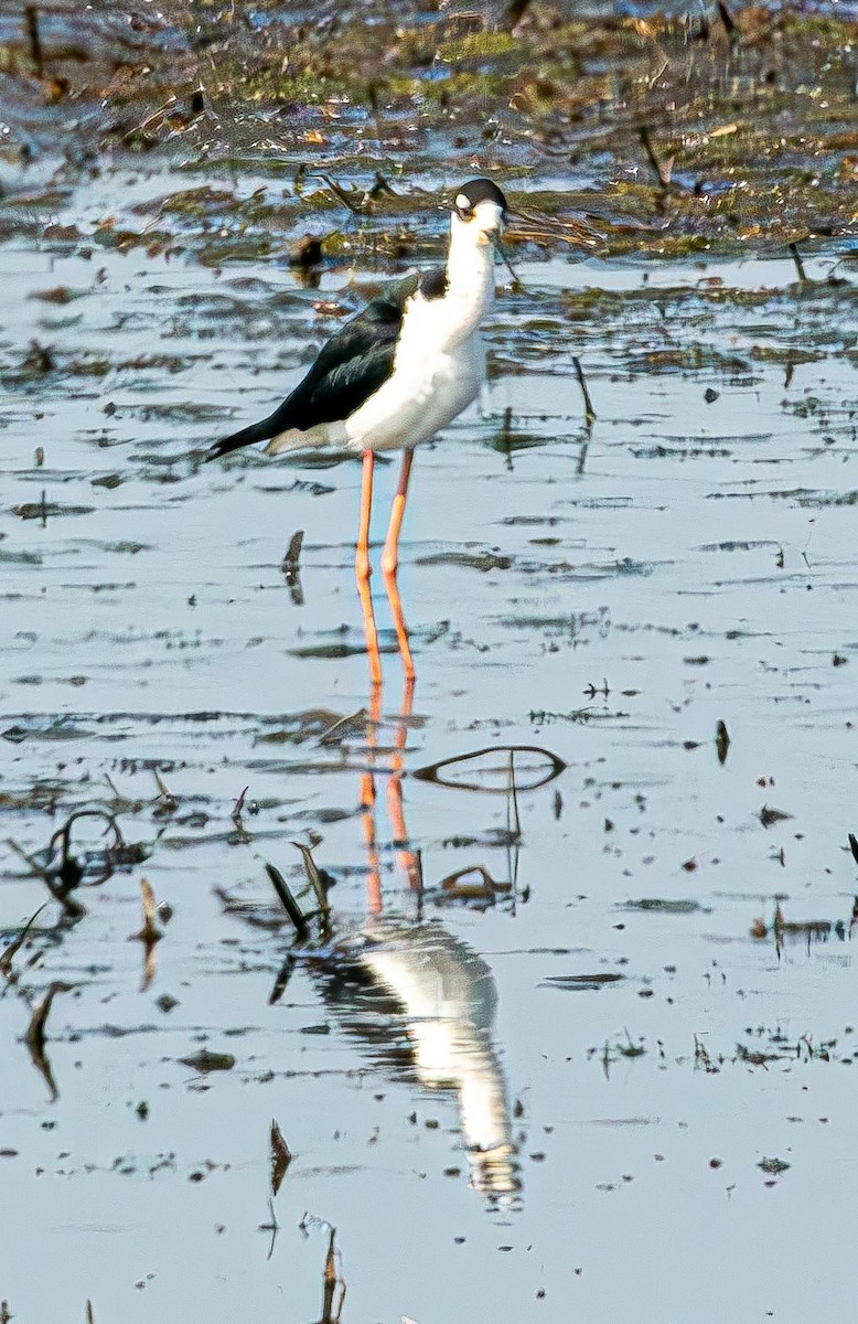 Black-necked Stilt - ML619773994