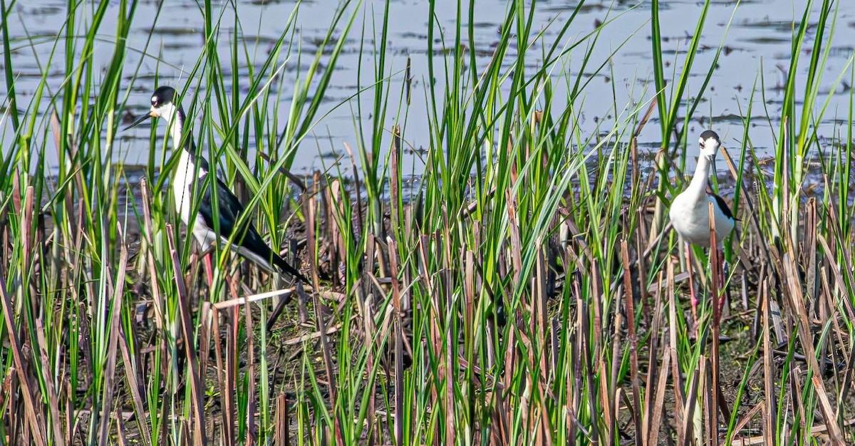 Black-necked Stilt - ML619773995