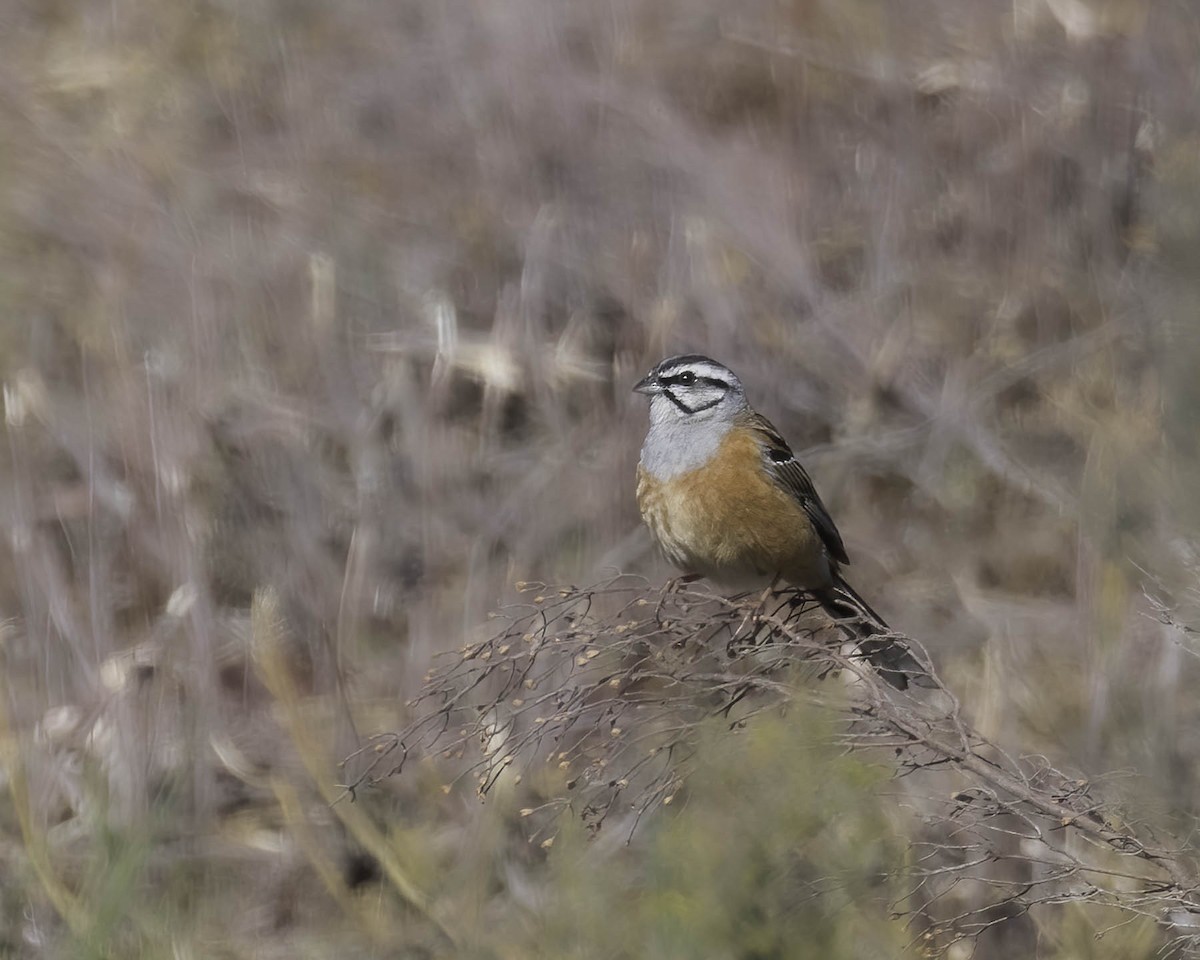 Rock Bunting - ML619774023