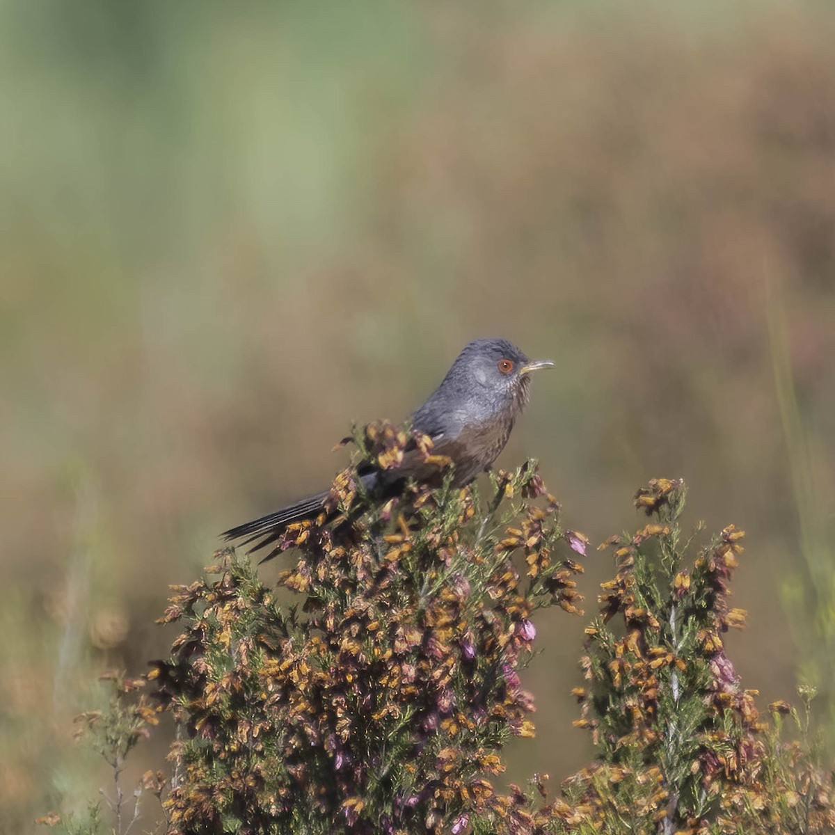 Dartford Warbler - ML619774029