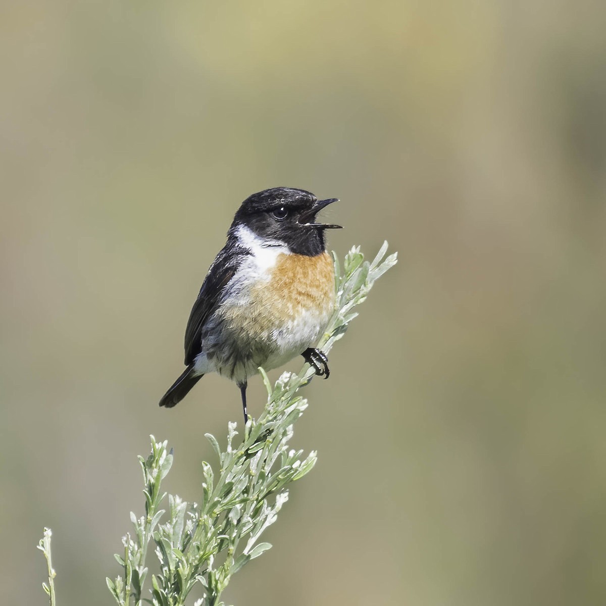 European Stonechat - ML619774035