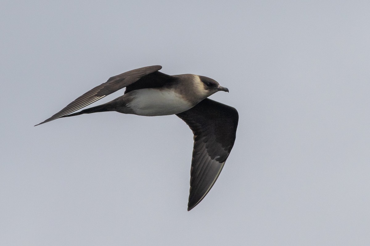 Parasitic Jaeger - ML619774038