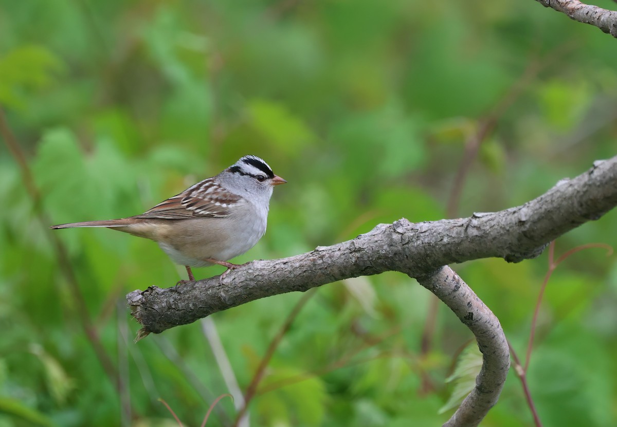 White-crowned Sparrow - Channa Jayasinghe